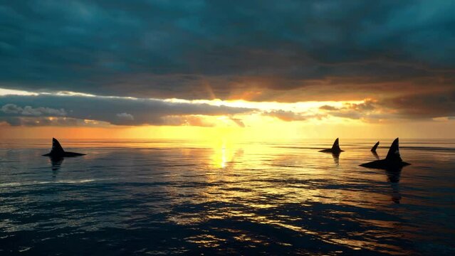 A close-up shot of the dorsal fin and caudal tail fin of several great white sharks as they swim past the camera at sunset.