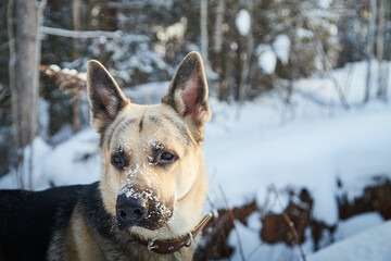 Dog German Shepherd outdoors in the forest in a winter day. Russian guard dog Eastern European Shepherd in nature on the snow and white trees covered snow