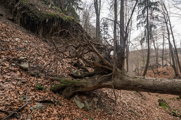 Fototapeta na wymiar Exposed roots of an overturned tree.