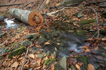 Obraz premium Fallen and cut tree trunks by the river.