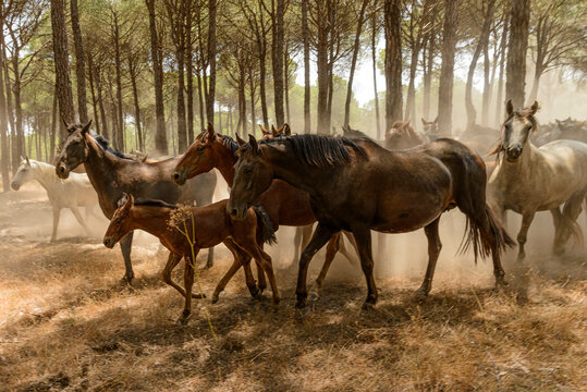 Herd of mares from Almonte.