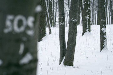 Numbers on the trunks of trees in winter forest. - 563984992