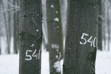 Numbers on the trunks of trees in winter forest. - 563984994