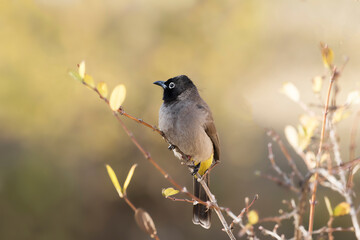 A White-spectacled bulbul (Pycnonotus xanthopygos) perching on a twig