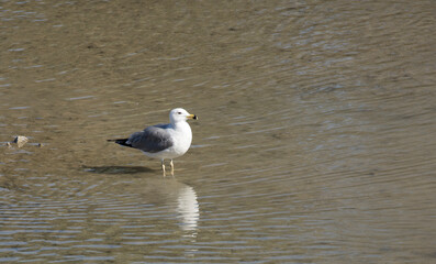 Yellow-legged gull (Larus michahellis) is a large gull found in Europe, the Middle East and North Africa.