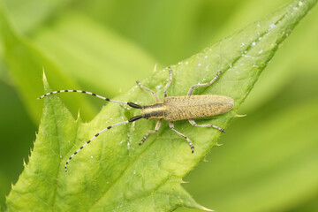 Closeup on the Golden-bloomed grey longhorn beetle, Agapanthia villosoviridescens sitting on a green leaf