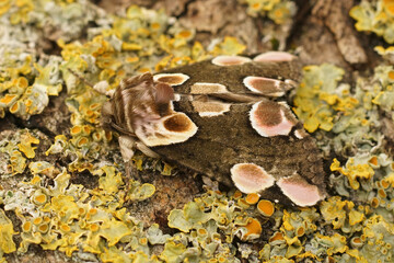 Detailed closeup on the beautiful Peach blossom owlet moth, Thyatira batis , sitting on lichen covered wood