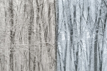 Double exposure of winter forest. Abstract monochrome background.