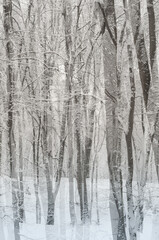 Double exposure of winter forest. Abstract monochrome background. - 563986197