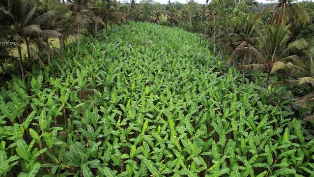 Many banana trees grow at hill slope, aerial view of green field, camera fly low and slow. Palm trees at left and right, rice fields surround fruit plantation. Countryside of cental Bali Island