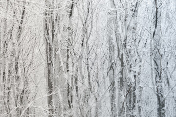 Double exposure of winter forest. Abstract monochrome background. - 563986309