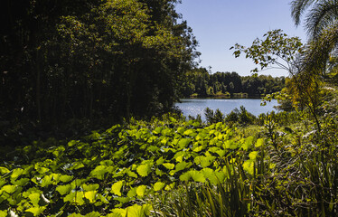 Lotus plants near th lake