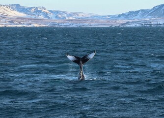 Humpback in Reykjavik