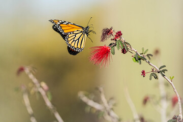 Monarch Butterfly