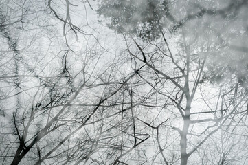 Looking up at trees in a cold season forest. - 563988538