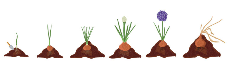 Growth stages of onion plant. Onion growing stages vector illustration