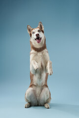 husky stands on its hind legs on a blue background. Beautiful dog in the studio © Anna Averianova