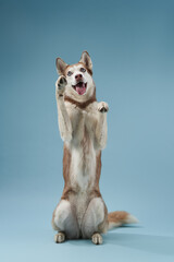 husky stands on its hind legs on a blue background. Beautiful dog in the studio
