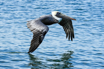 Brown Pelican - Florida