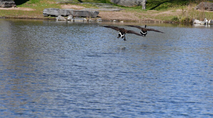 zerstrittene Kanda Gänse  © Phillip