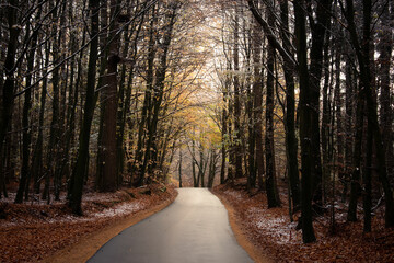 Obraz premium Kleine Straße führt durch den Wald