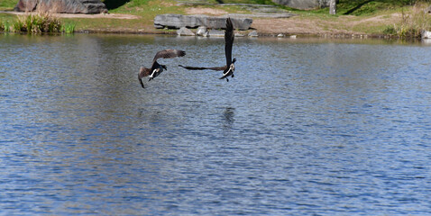 zerstrittene Kanda Gänse  © Phillip