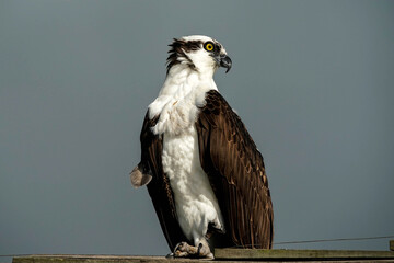 Osprey