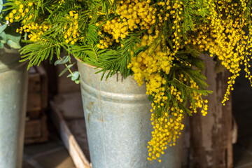 Yellow mimosa flower in a metal bucket on the street. Flower shop outdoor shop window.