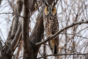 Long-eared Owl - Portrait