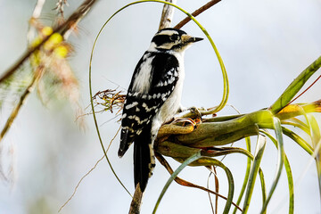 Hairy Woodpecker - Florida