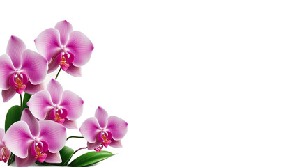 Fototapeta na wymiar Frame of flowers pink Orchid, copy space. Greeting postcard, wallpaper, Generated AI