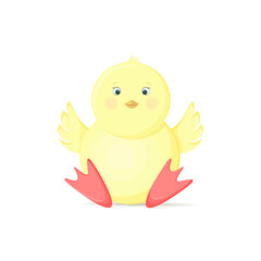 A small, cute, yellow chicken is sitting with its wings raised up. Isolated on a white background