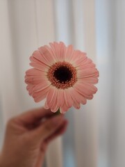 flower in a hand