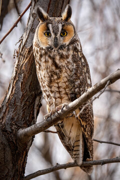 Long-eared Owl - Close-up