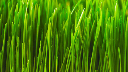 Fototapeta na wymiar Wheat germ. wheatgrass. Healthy food, eco. The texture of green grass. Vegetarianism. agriculture