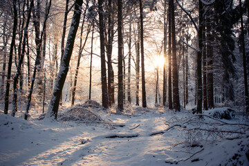 Winterlicher Sonnenaufgang im Wald