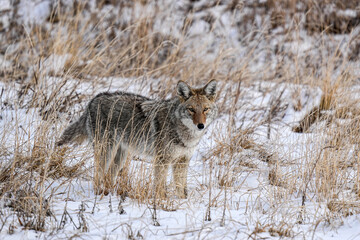 Coyote - Colorado