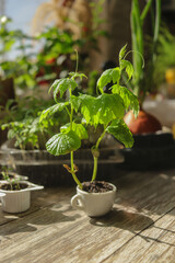 Momordica young seedlings in a checker at the stage of development with other plants on the table selective focus, growing vegetables seedlings