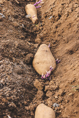 potato tubers germinated for planting in the ground for growth,
vegetable garden and growing potatoes,