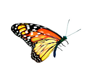 Color monarch butterfly , isolated on the white background