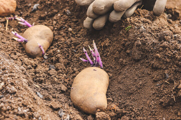 potato tubers germinated for planting in the ground for growth,
vegetable garden and growing potatoes,