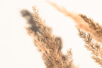 Close-up of a branch of dry pampas grass against the background of a white wall in the interior. Natural background with flowers in boho style, minimalistic.