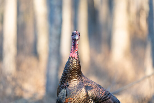 A close-up photo of a wild Turkey staring directly into the camera.