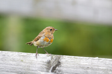 Juvenile Robin on the top of a wooden fence