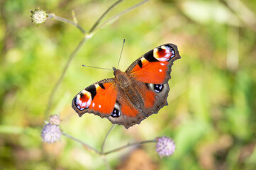 Fototapeta na wymiar Peacock butterfly posing on Devil's-bit Scabious