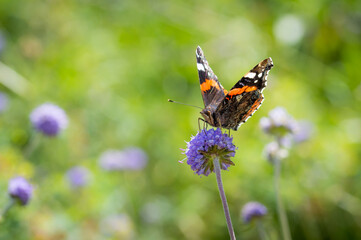 Red Admiral butterfly posing on Devil's-bit Scabious