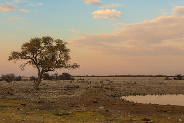 Fototapeta na wymiar Animals at the waterhole in natural habitat in Etosha National Park in Namibia