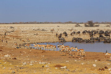 Animals at the waterhole in natural habitat in Etosha National Park in Namibia