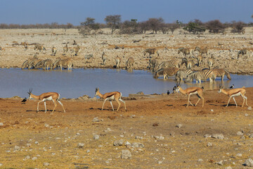 Animals at the waterhole in natural habitat in Etosha National Park in Namibia