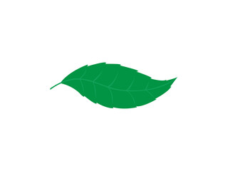 green leaf isolated on white background.